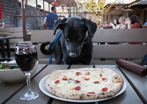 pet friendly restaurants near me|restaurants that accept dogs.